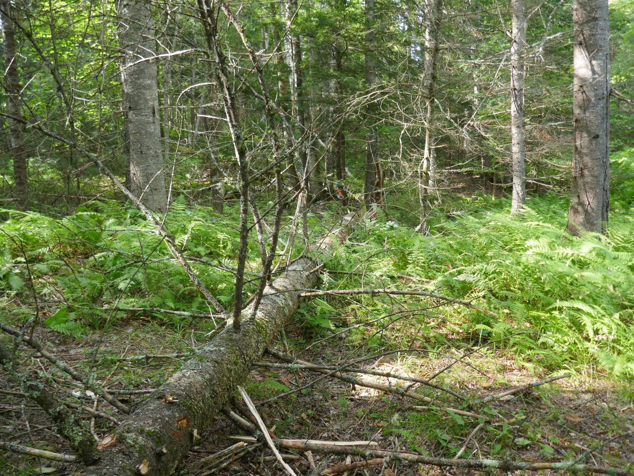 P1000611.JPG
