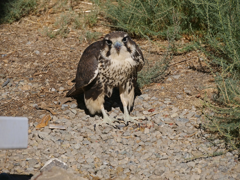 P1014959erorngtrctr8-6-25.jpg