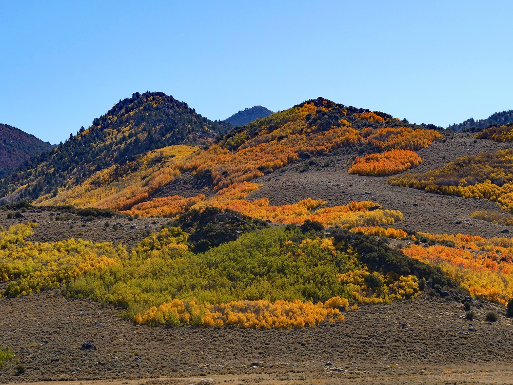 P1015509erorngtrctr10-12-25.jpg
