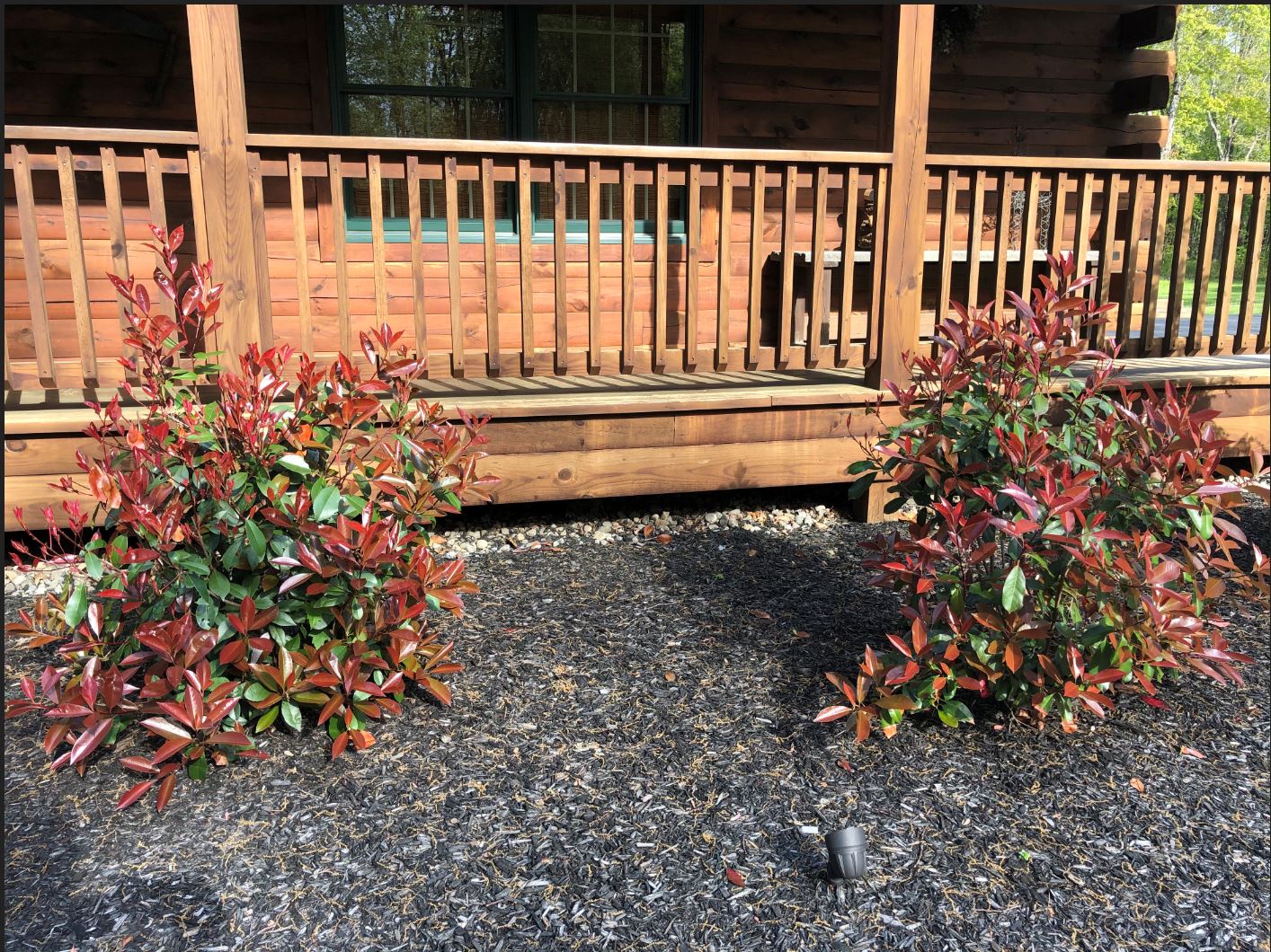 Photinia 2.JPG