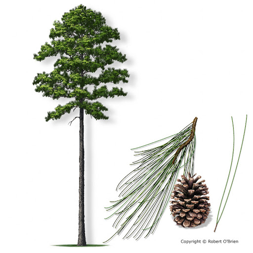 pine.jpg