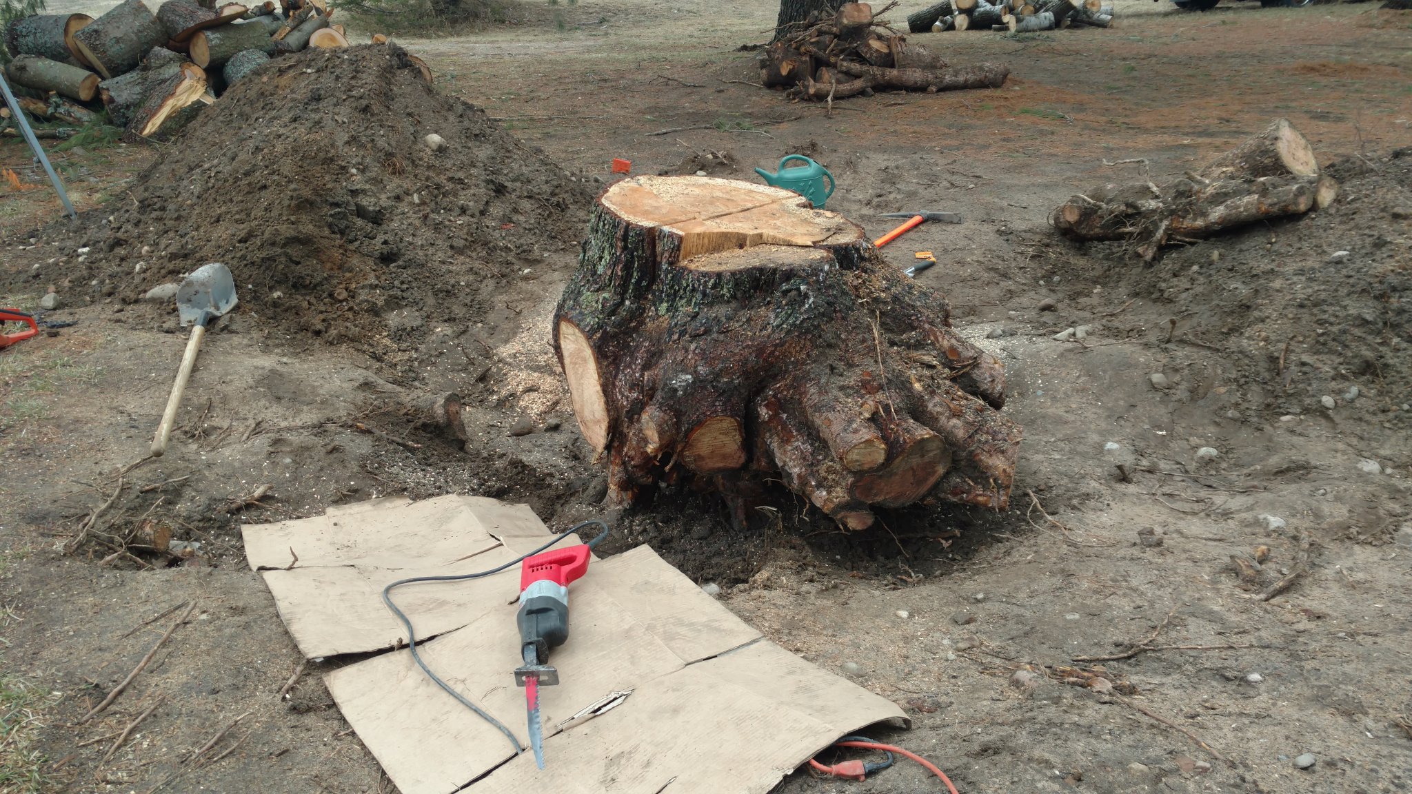 pine stump.jpg