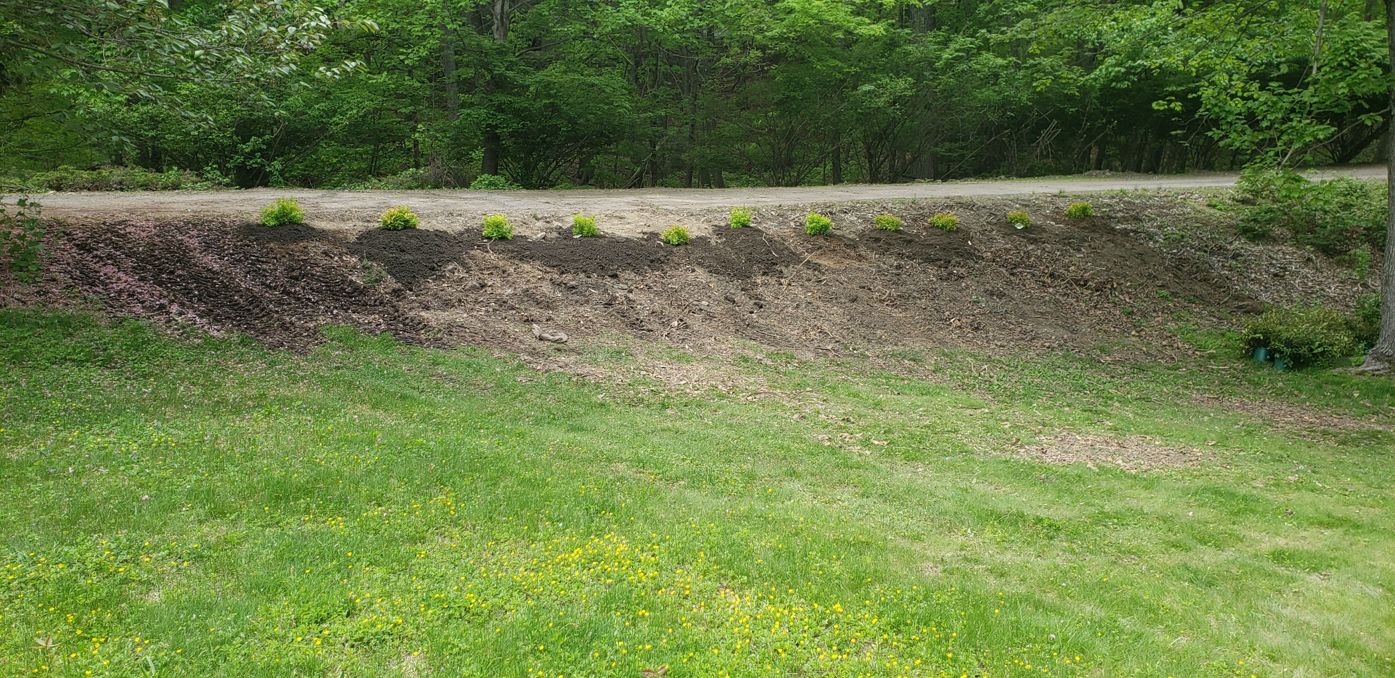 plantings bank top row in.jpg