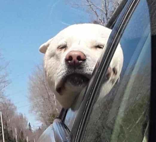 polarbear.jpg