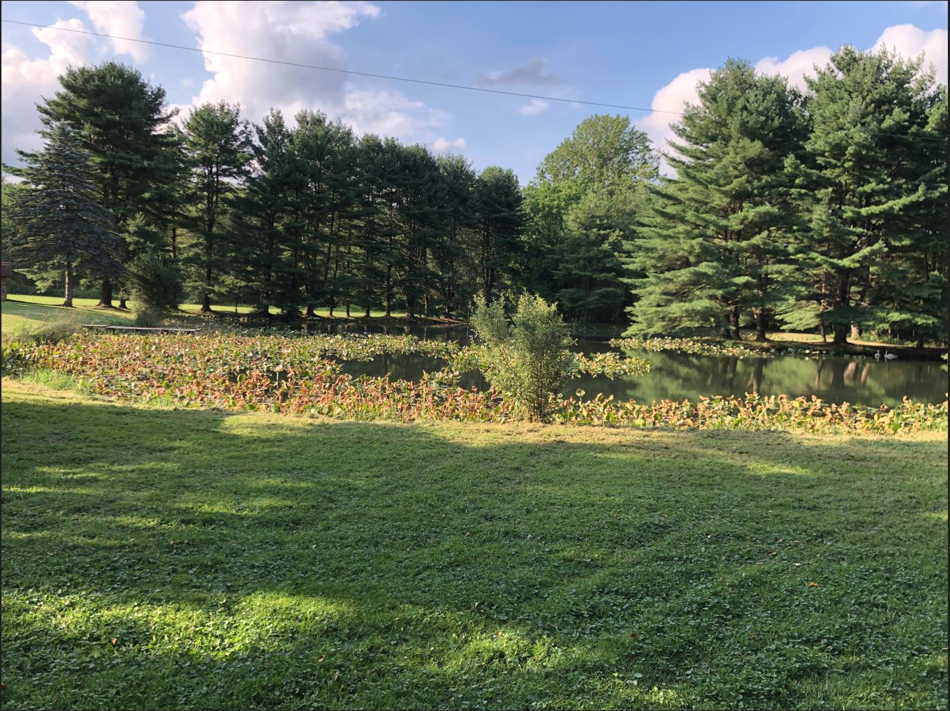 Pond 3.JPG
