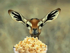 Popcorn 2.gif