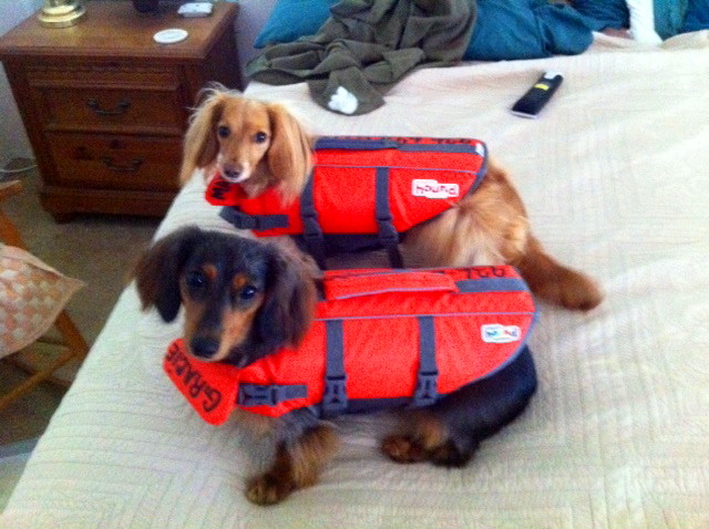 Pups LJ1.jpg