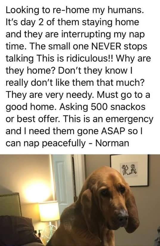 rehome.jpg