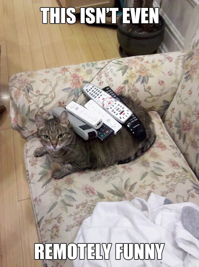 remote-cat.jpg