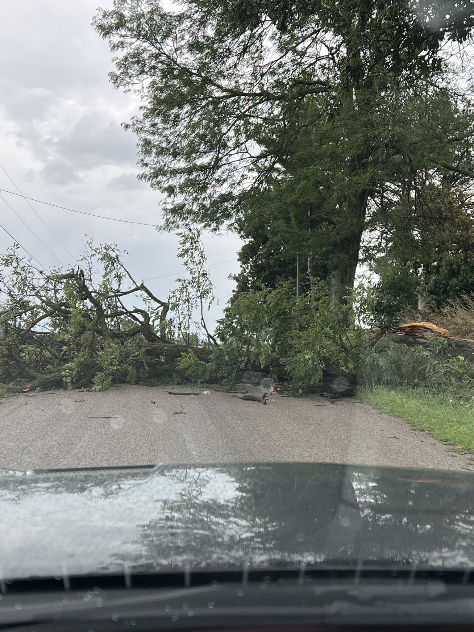 RoadTree.jpg