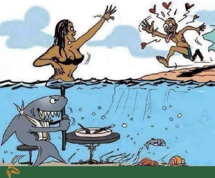 shark.jpeg