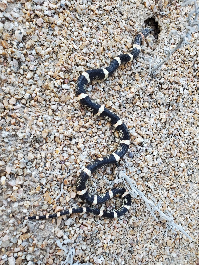 SnakeSmKing.jpg
