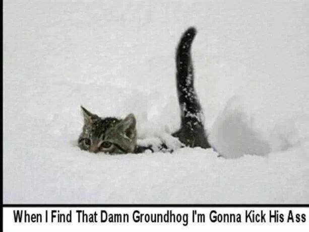 Snow_Kitten.jpg