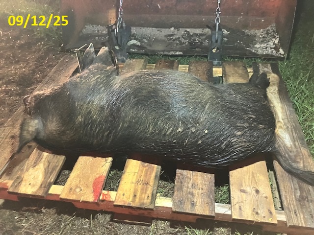 Sow 09 12 25b.jpg