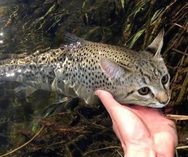 spotted catfish.jpg