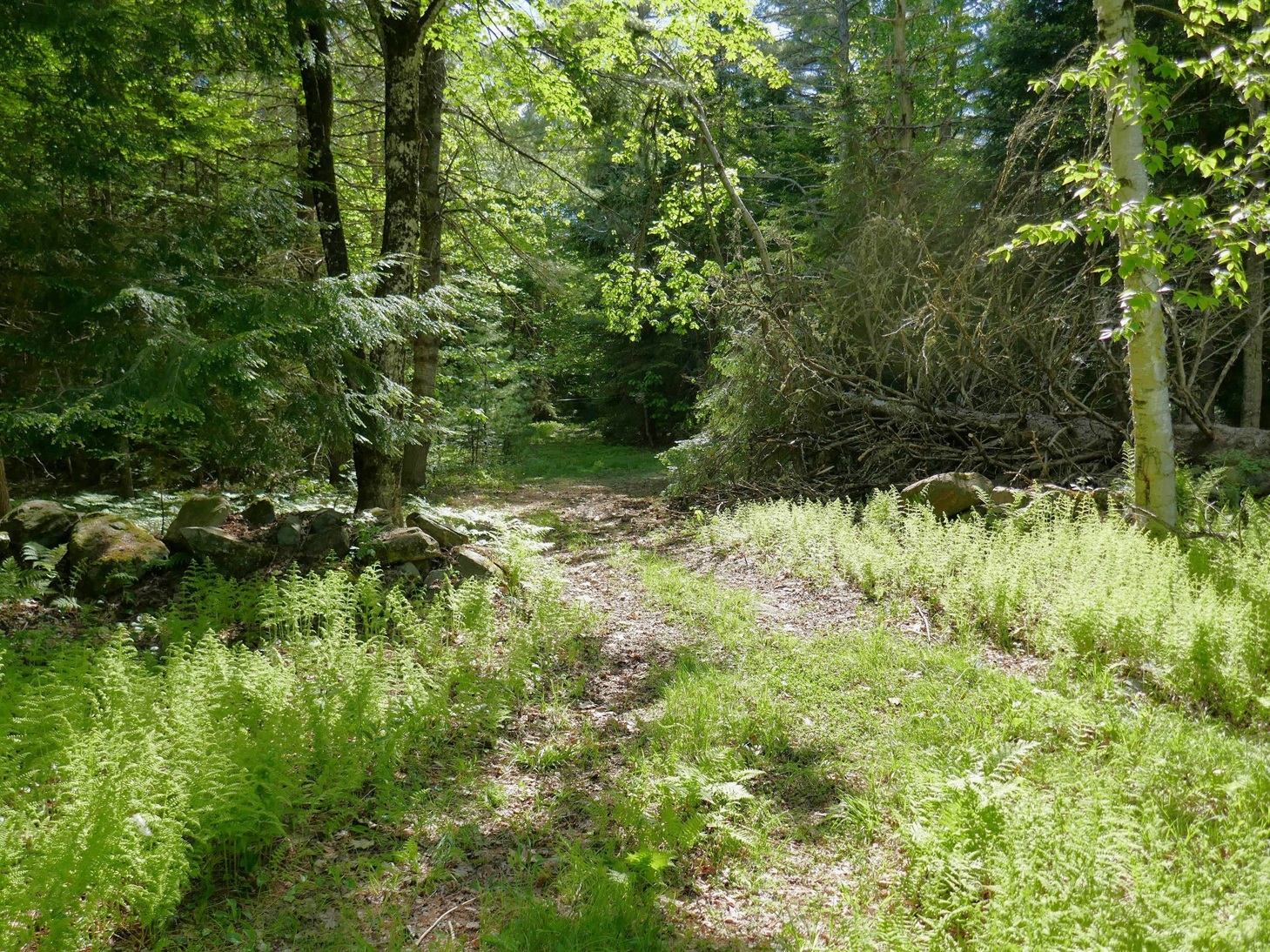 SpruceBD-5.jpg