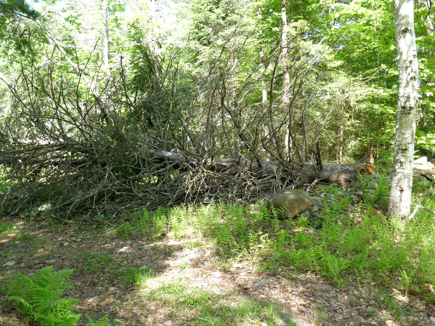 SpruceBD-6.jpg