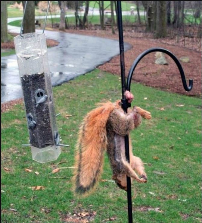 Squirrel feeder.JPG