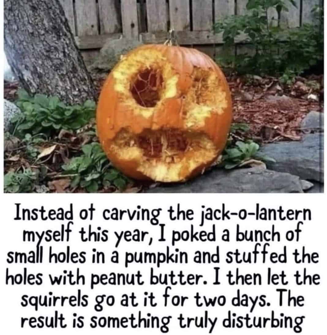 squirreljack-1068x1093.jpg