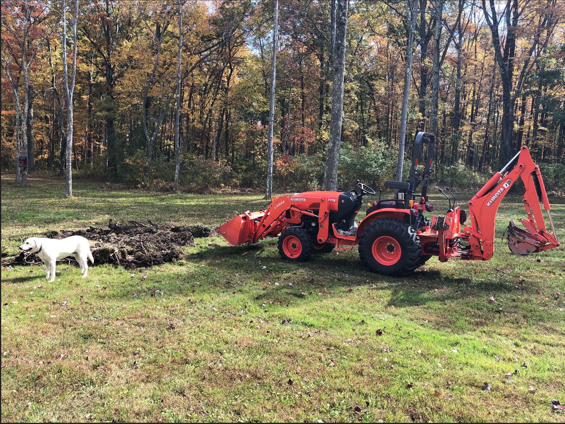 stump hole 2.JPG