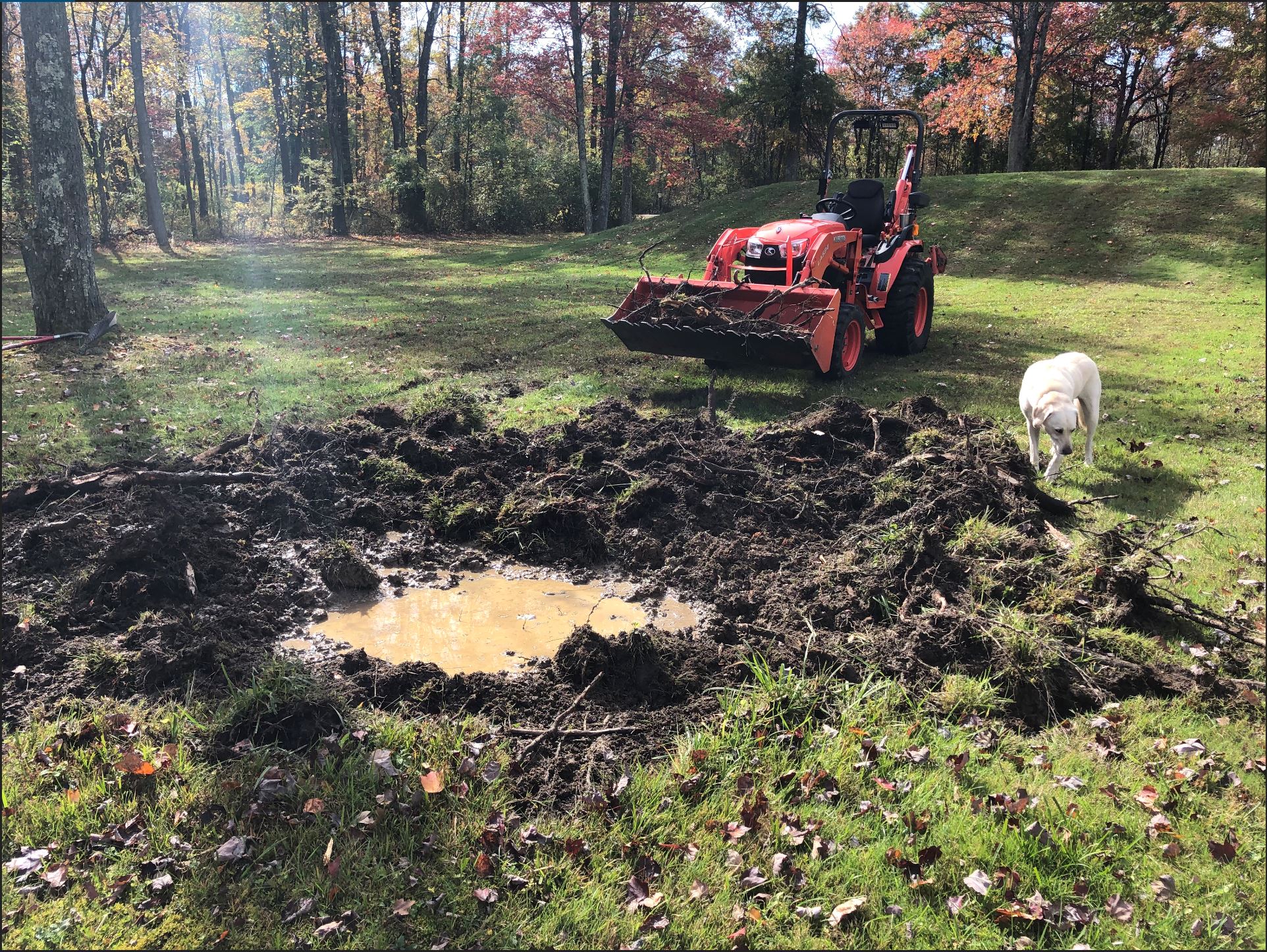 stump hole.JPG