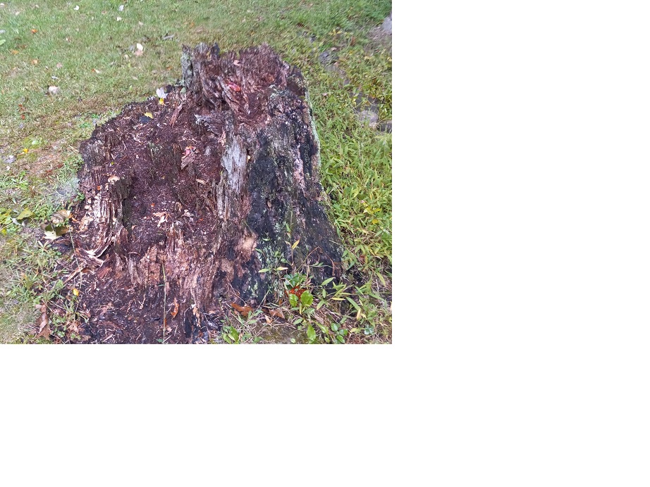 stump1.jpg