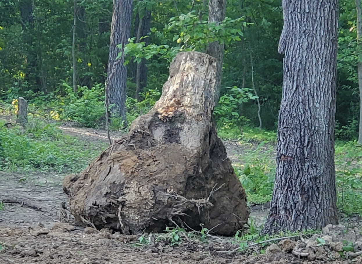 stump6.jpg