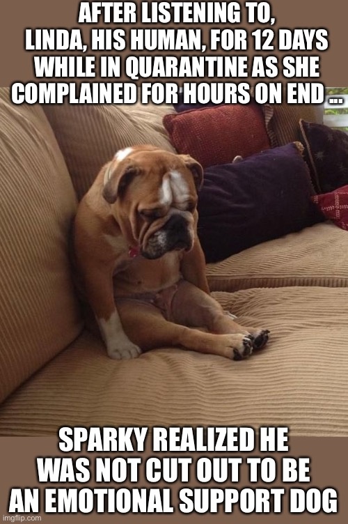 support dog.jpg