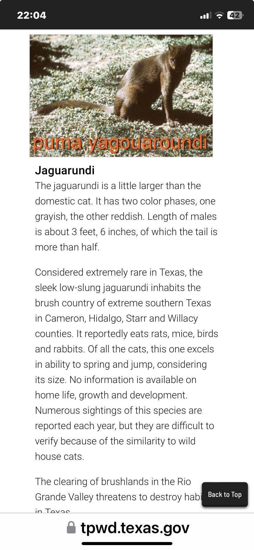 Texas Cat.jpg