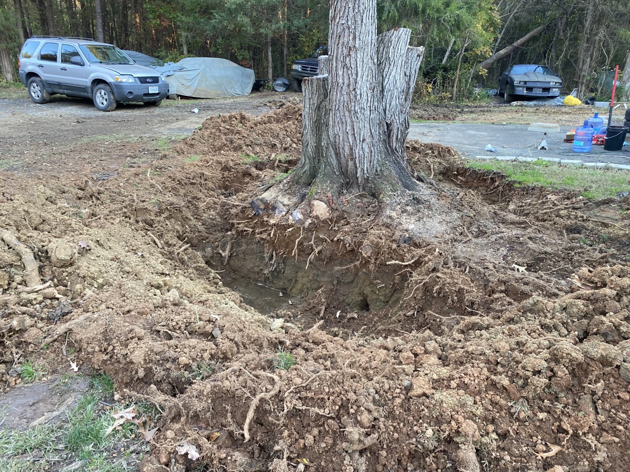 tree.jpg