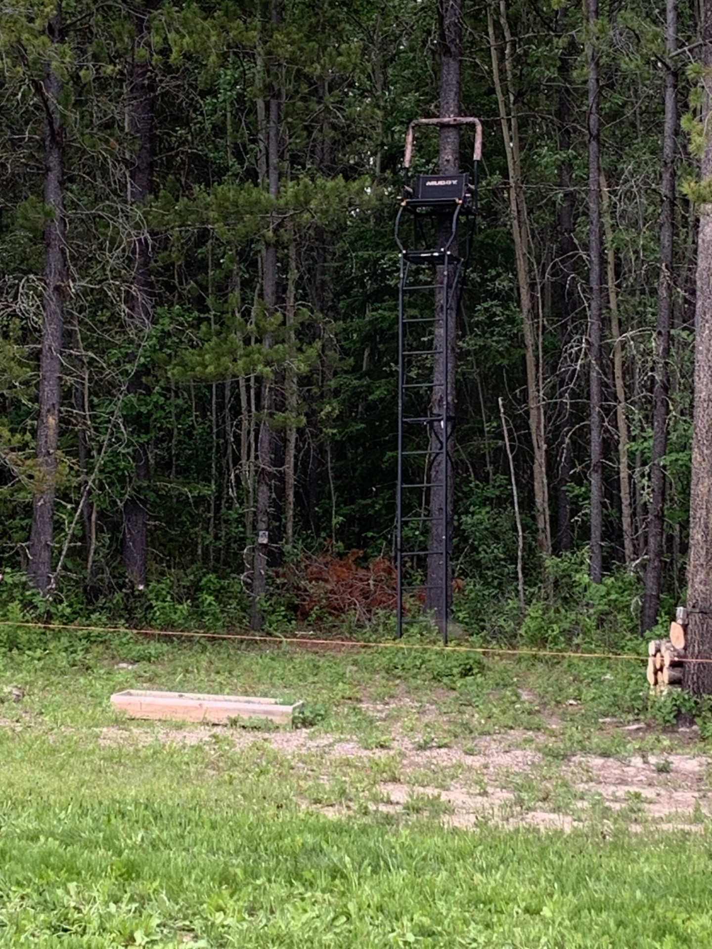 tree stand.jpg
