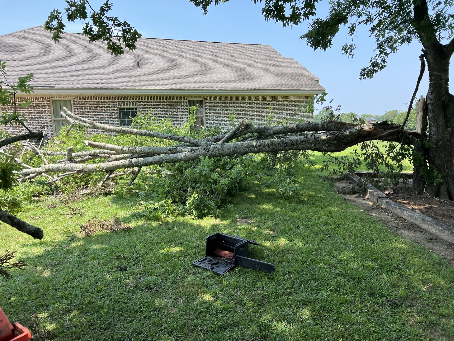 tree1.jpg