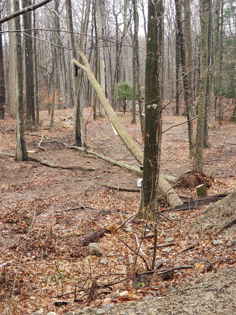 tree_down.jpg