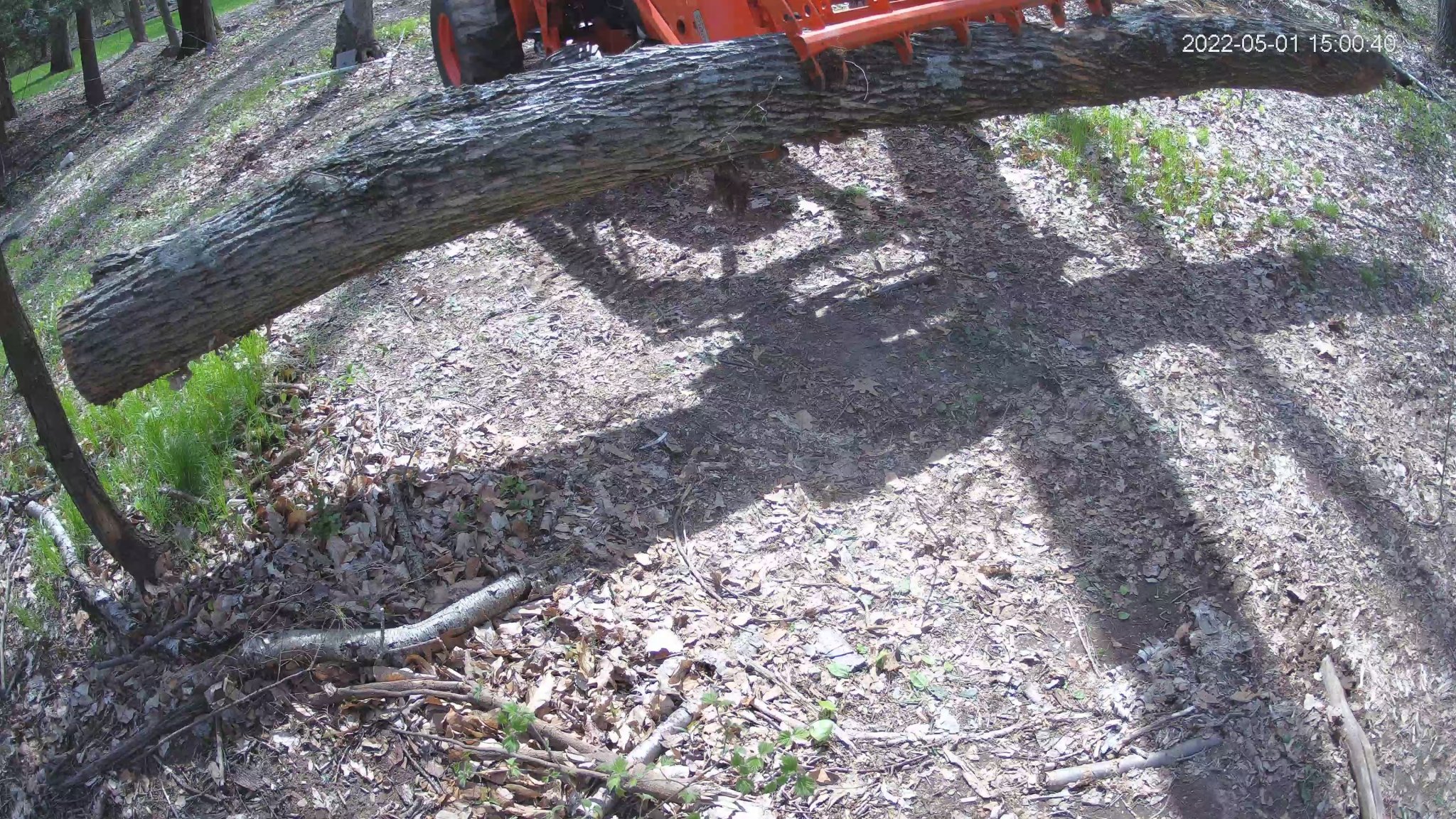 tree_trunk1 woods_4.20220501_145534257_1.jpg