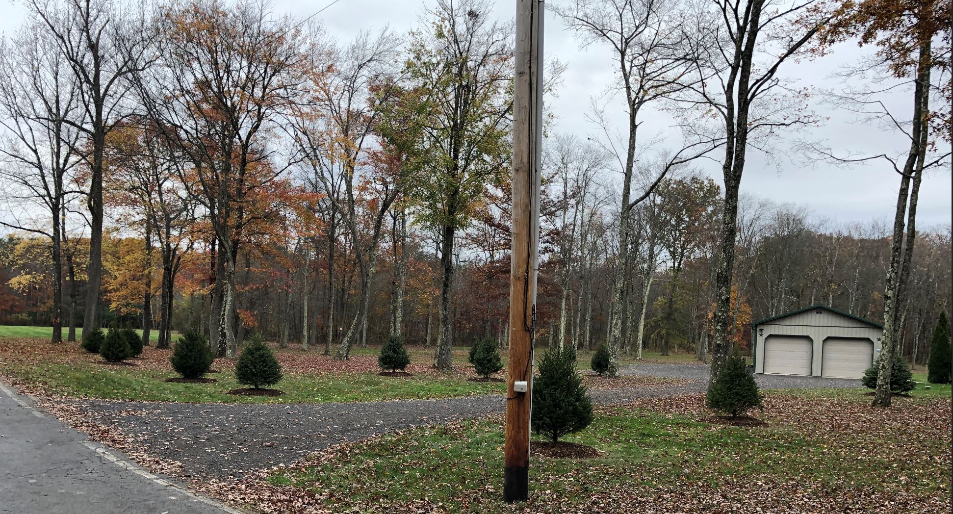 Trees2.JPG
