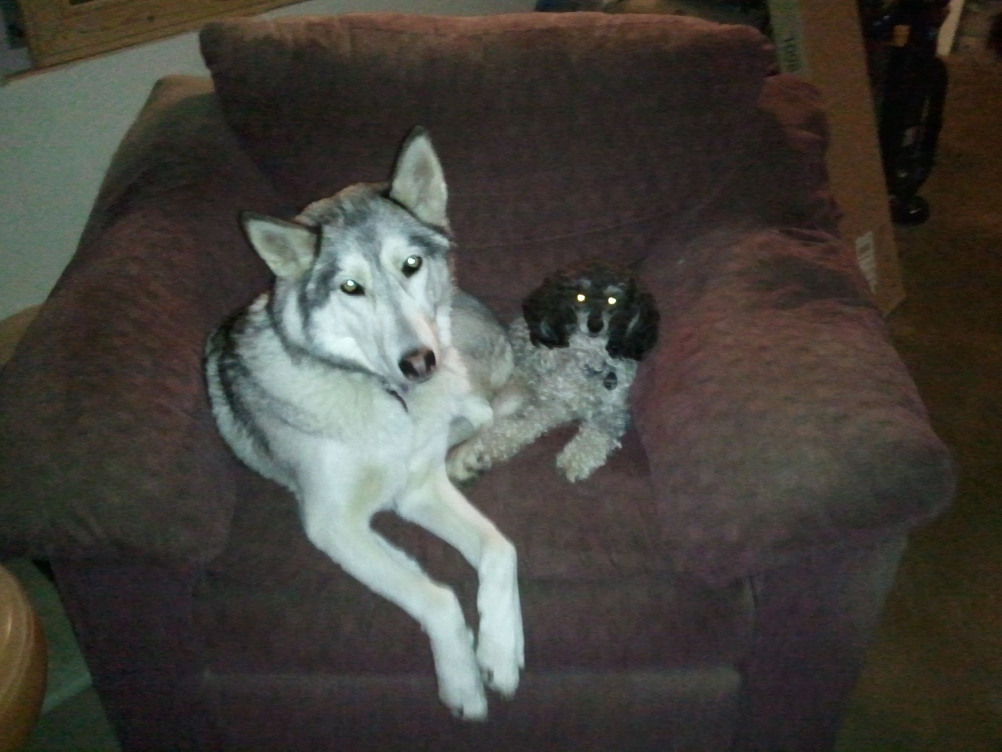Vixen and Remy.jpg