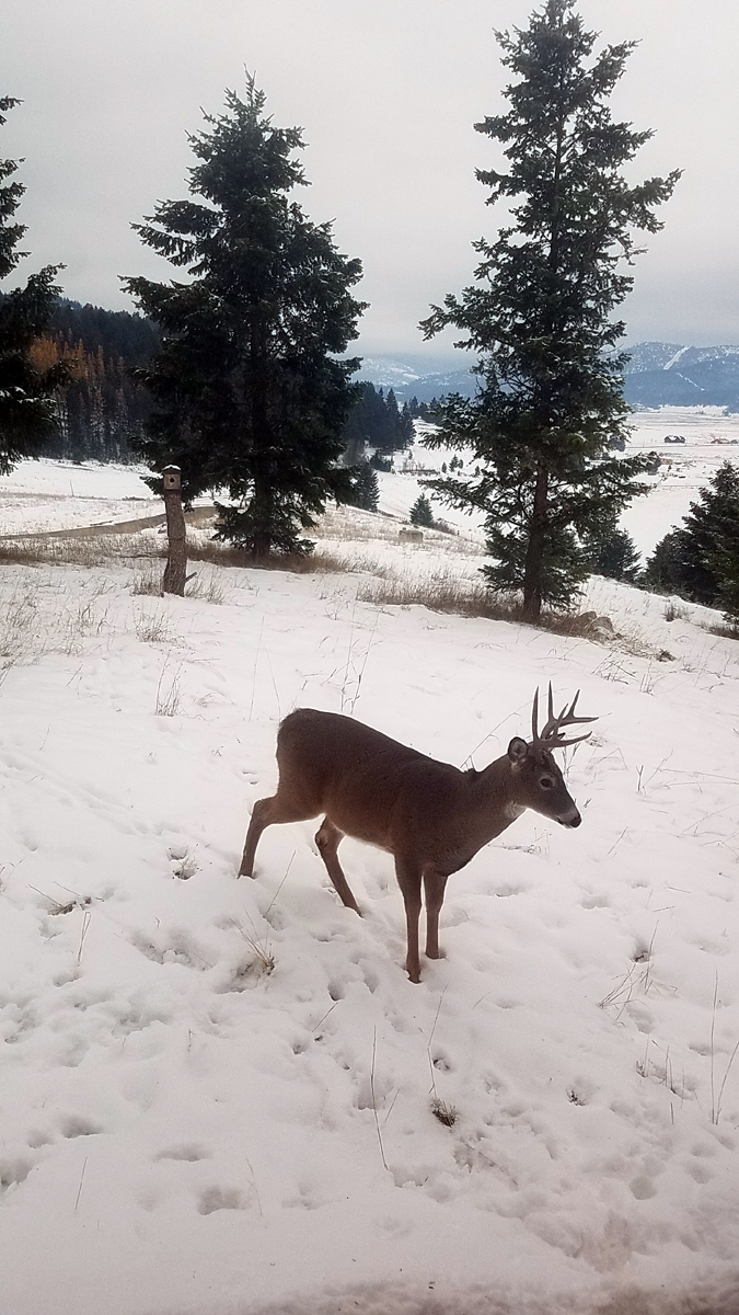 white_tail_3.jpg