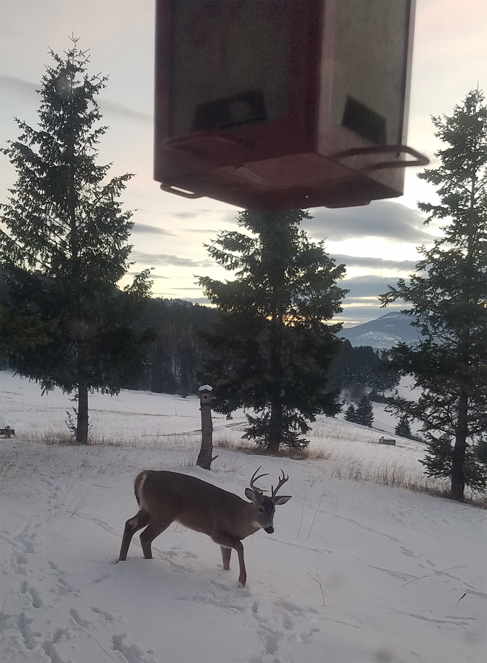 whitetail.jpg