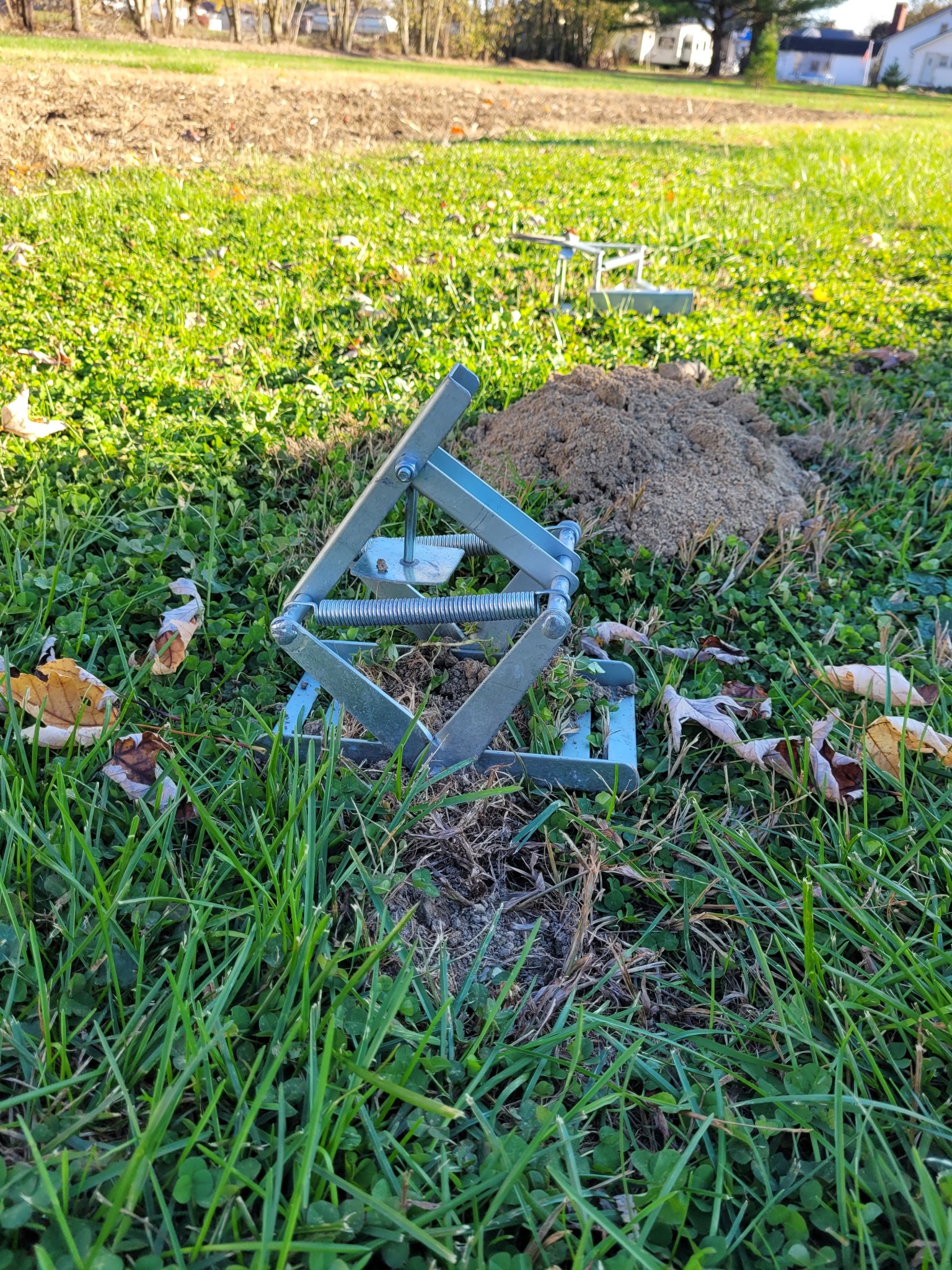 Yard Dog.jpg