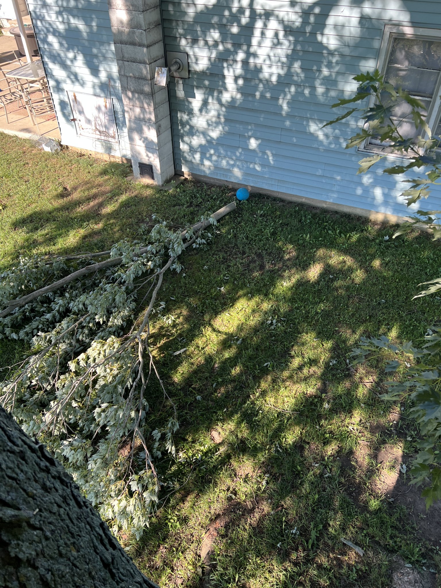 YBranchCut.JPG