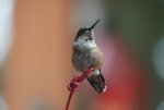 DSC00057.JPG