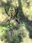 IMG_9079.jpeg