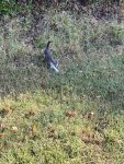 IMG_3494.jpeg