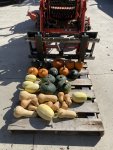 IMG_2224.jpeg