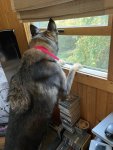 IMG_2249.jpeg