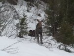Baby moose in snow.jpg