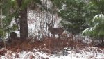 Deer in snow.jpg