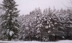 Front yard snow.jpg