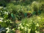 garden2014.jpg