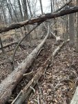 IMG_1897.jpeg